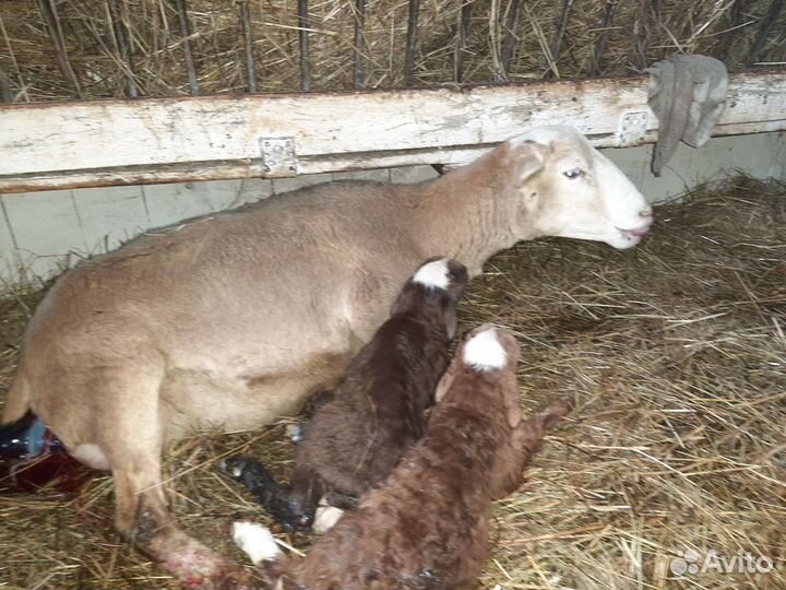 Овцы бараны катумские