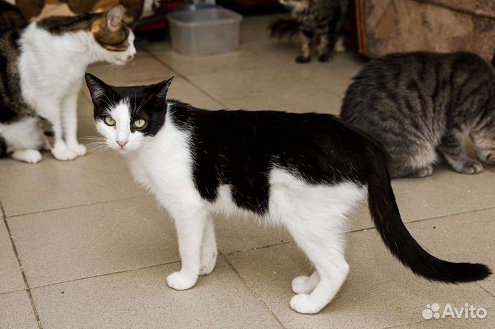 Стерилизованная кошечка в добрые руки