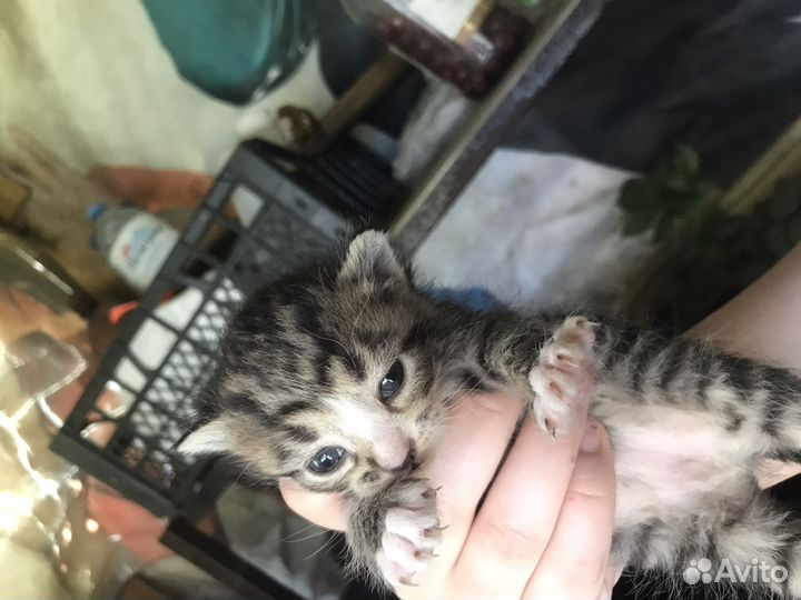 Котята в хорошие руки