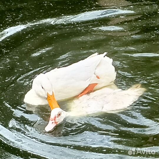 Домашние куриные и утиные яйца