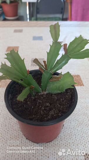 Дендробиум