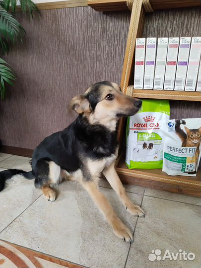 Собака в добрые руки