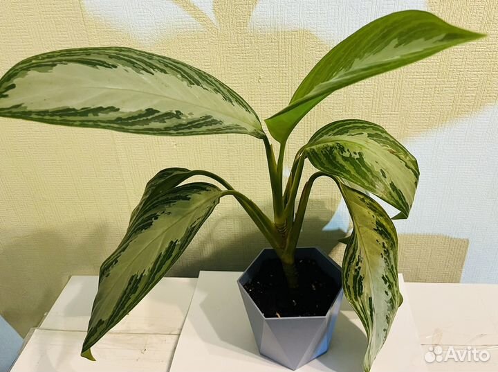 Аглаонема Сильвер Бэй