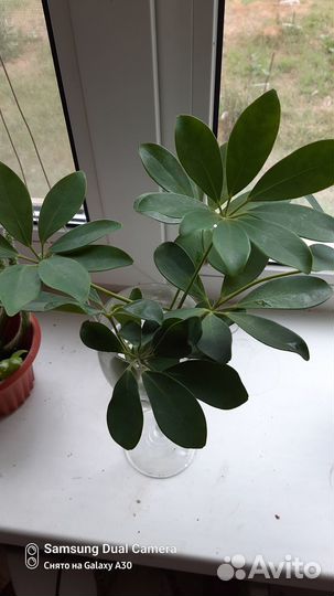 Черенок шефлеры