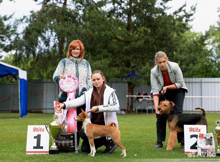 Показ на выставках