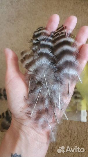 Перья для творчества