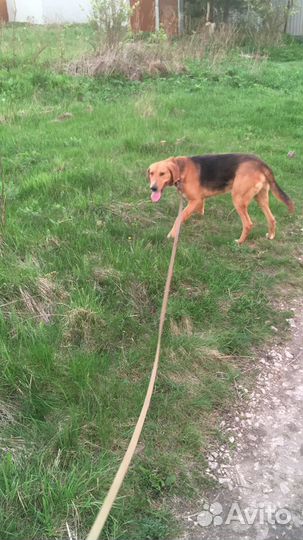 Собака вязка. Кобель. Русская гончая