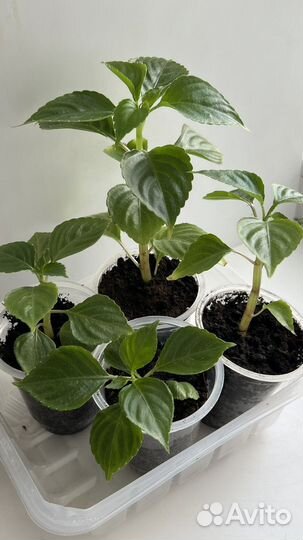 Бальзамин махровый