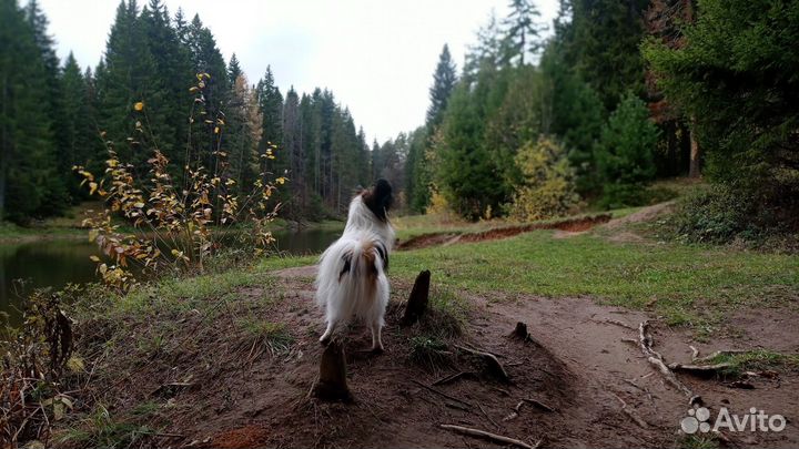 Вязка папийон