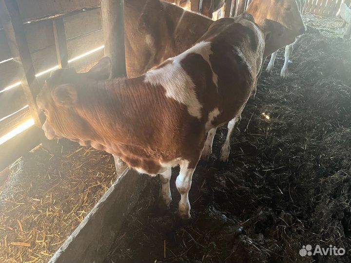 Телята бычки