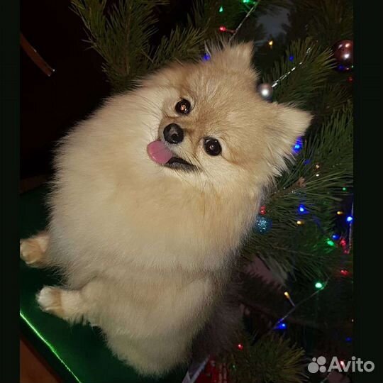 Ветеринарные услуги и стрижки животных