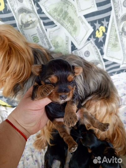 Щенки йорка