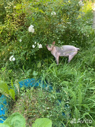 Донской сфинкс