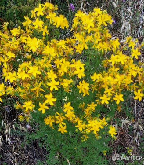 Деленка зверобоя, душицы, мелиссы