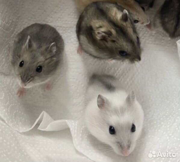 Джунгарский хомяк