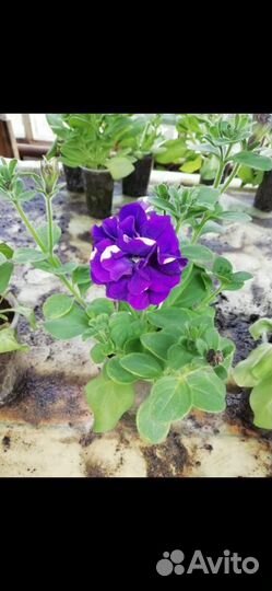 Рассада питуньи