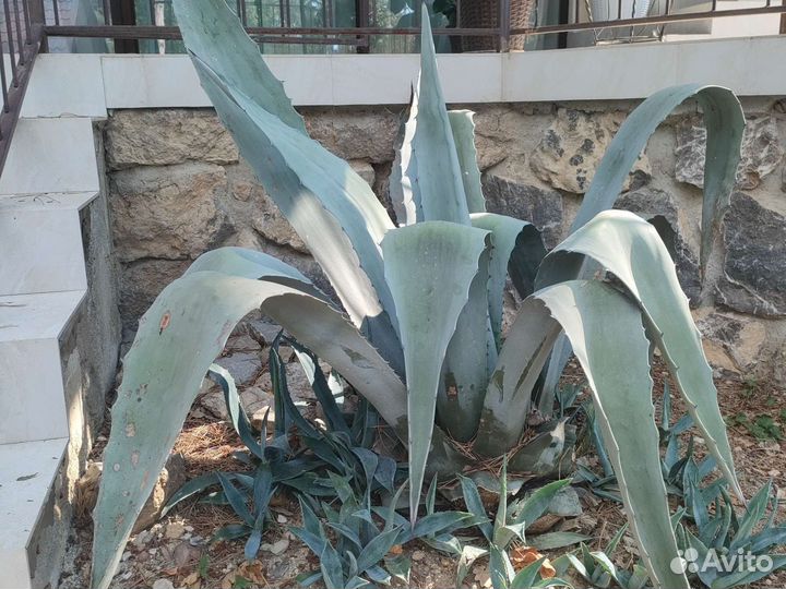 Агава голубая