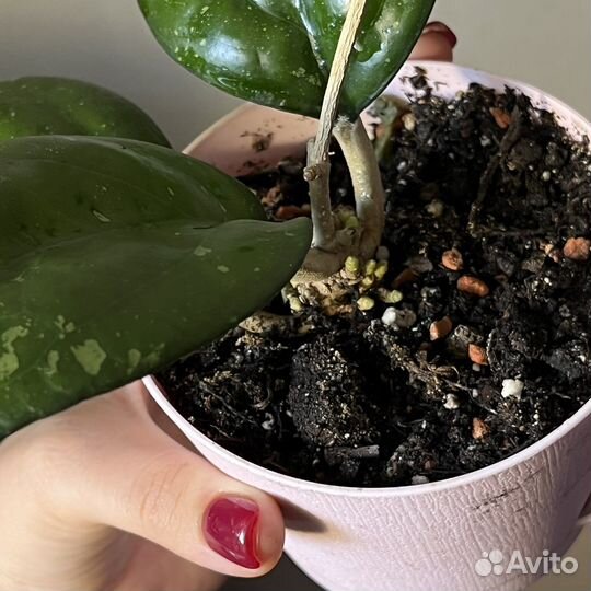 Хойя 2 сорта