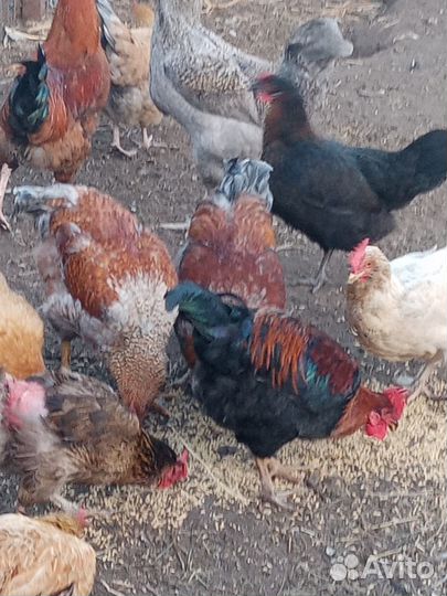 Продам петухов