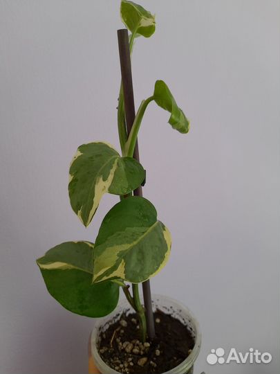 Эпипремнум разные сорта