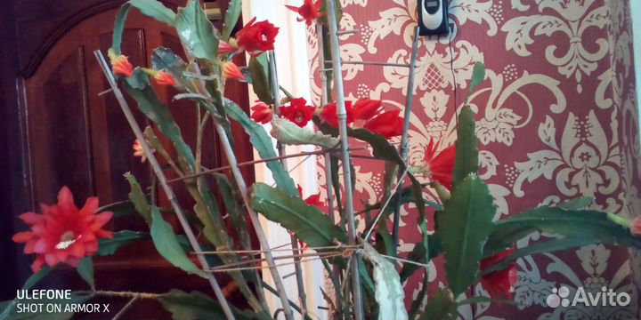 Кактус.Фикус.Хатиора