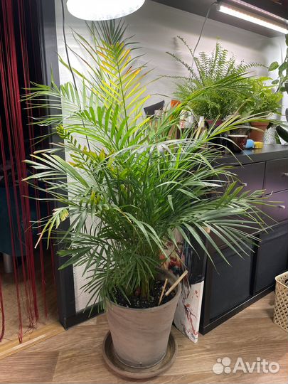 Пальма дипсис желтоватый (хризалидокарпус)