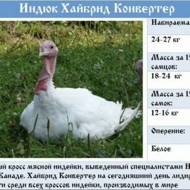 Индюшата хайбрид конвертер