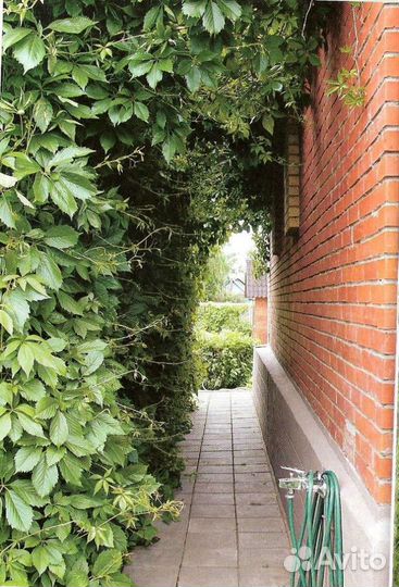 Девичий виноград