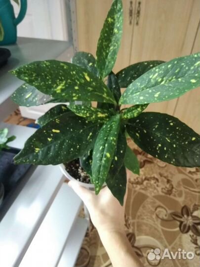 Аукуба японская