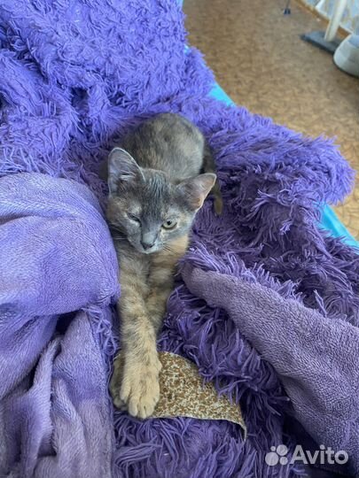 Кошка в дар