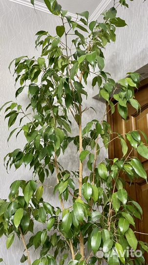 Фикус Бенджамина 2 метра