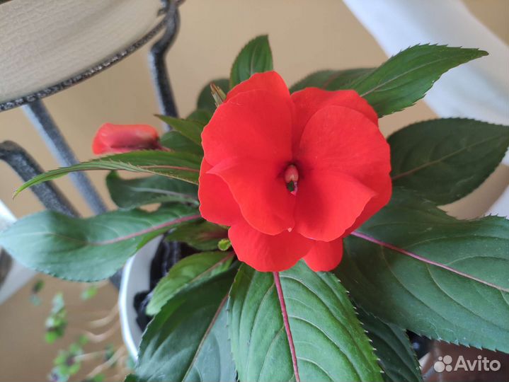 Бальзамин новогвинейский, комнатные растения
