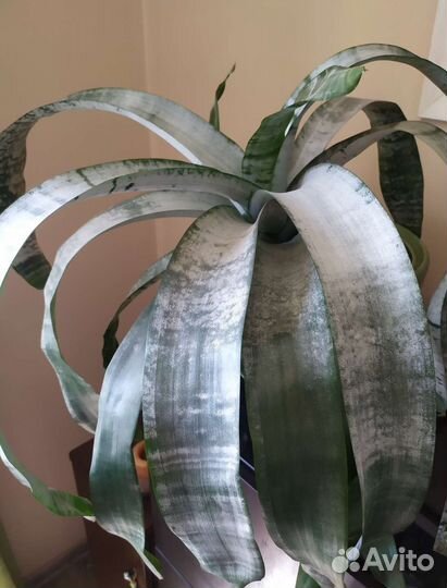 Комнатное растение