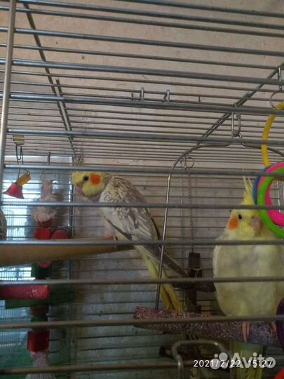 Попугаи домашние