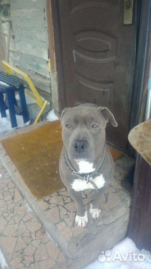 Американский стаффордширдский терьер