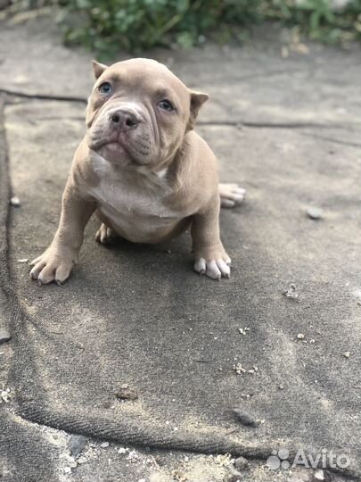 Американский булли девочка