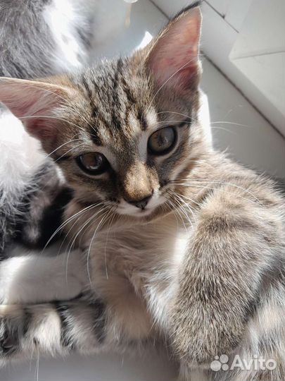 Молодая кошечка в добрые руки