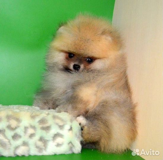 Померанский шпиц,медвежата разных окрасов