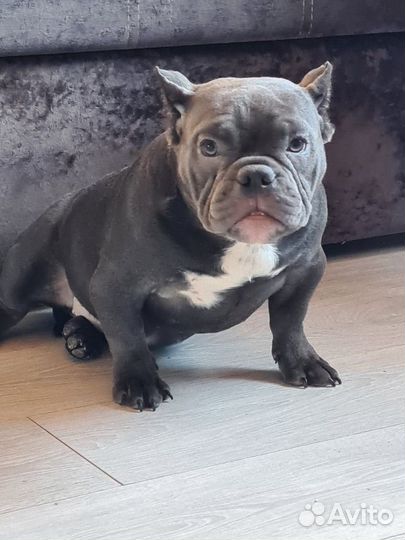 Американский булли