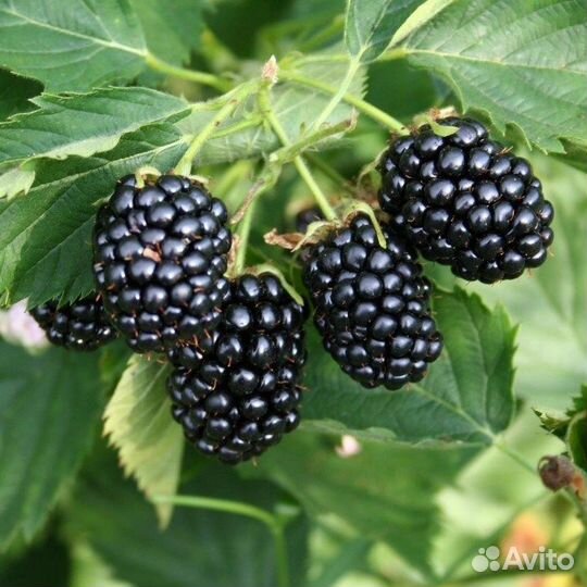 Саженцы ежевики