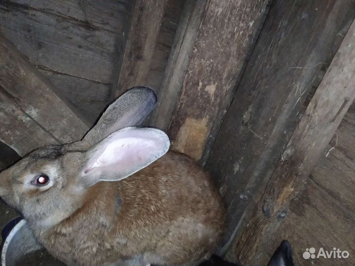 Кролики мясных пород
