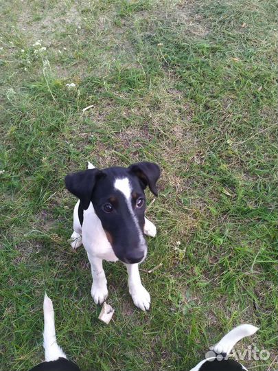 Фокстерьер