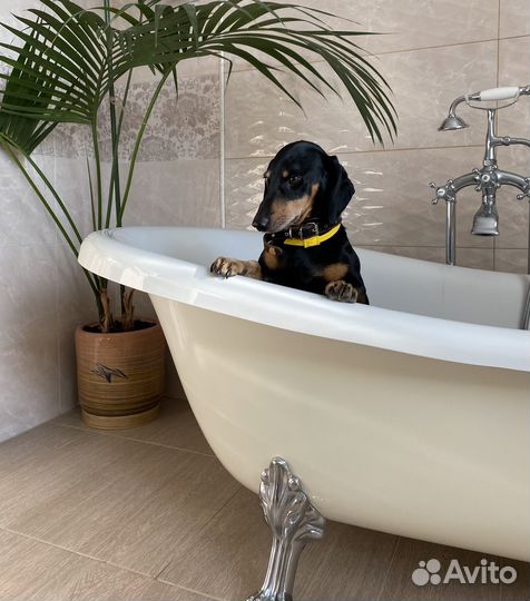 Передержка собак