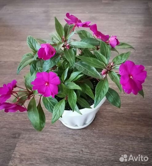 Бальзамин Новогвинейский