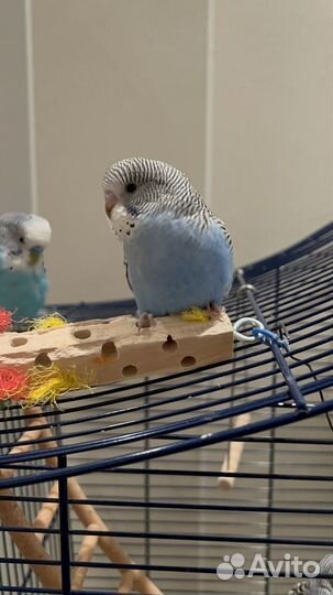 Птенцы волнистый попугай