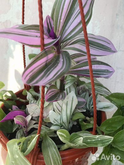 Традесканция трио