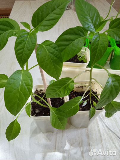 Перчик острый рассада