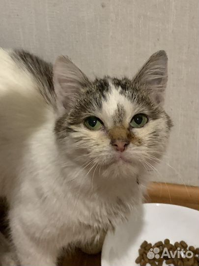 Котенок