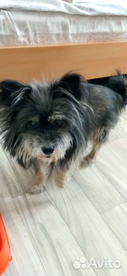 Передержка