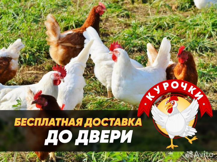 Куры молодые несушки